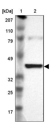 IDH3G Antibody - BSA Free Western Blot: IDH3G Antibody - BSA Free [NBP1-85810]