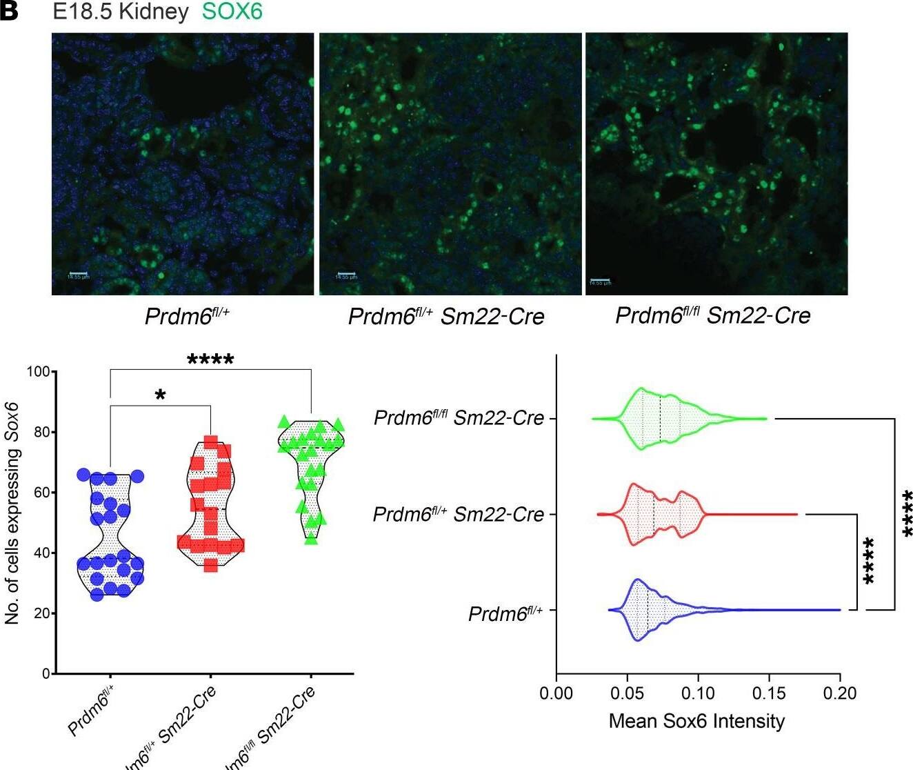 SOX6 Antibody - BSA Free