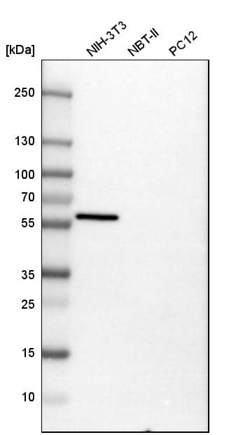 Vimentin Antibody - BSA Free Western Blot: Vimentin Antibody - BSA Free [NBP1-85814]
