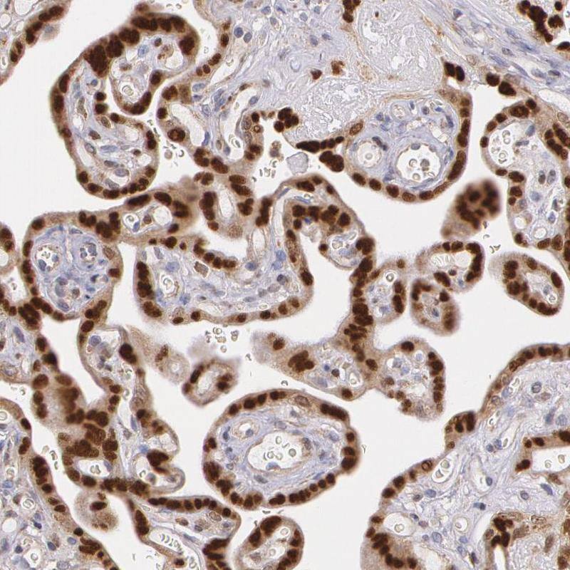 ATF3 Antibody - BSA Free Immunohistochemistry-Paraffin: ATF3 Antibody - BSA Free [NBP1-85816]