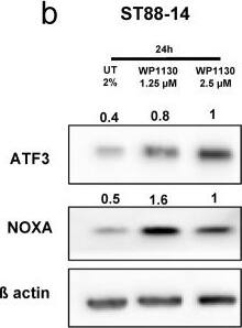 ATF3 Antibody
