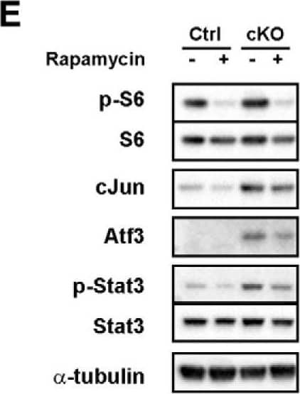 ATF3 Antibody