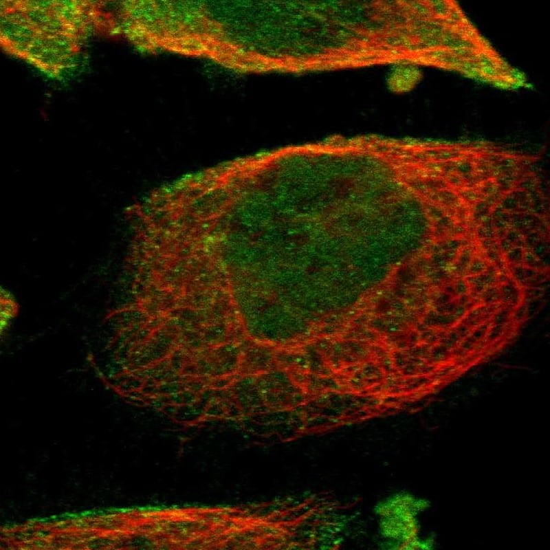 WDR13 Antibody - BSA Free Immunocytochemistry/ Immunofluorescence: WDR13 Antibody [NBP1-85820]