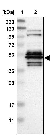 WDR13 Antibody - BSA Free Western Blot: WDR13 Antibody - BSA Free [NBP1-85820]