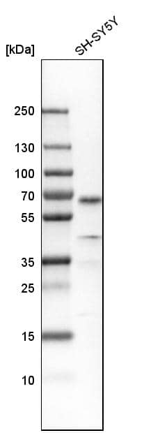 SOX11 Antibody - BSA Free Western Blot: SOX11 Antibody - BSA Free [NBP1-85823]