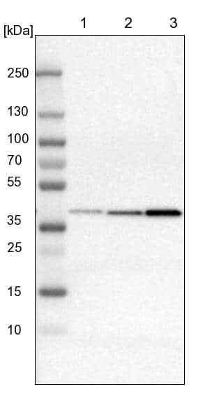 IDH3G Antibody - BSA Free Western Blot: IDH3G Antibody - BSA Free [NBP1-85824]
