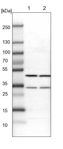 BHMT2 Antibody - BSA Free Western Blot: BHMT2 Antibody - BSA Free [NBP1-85826]