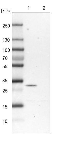 PEX16 Antibody - BSA Free Western Blot: PEX16 Antibody - BSA Free [NBP1-85828]