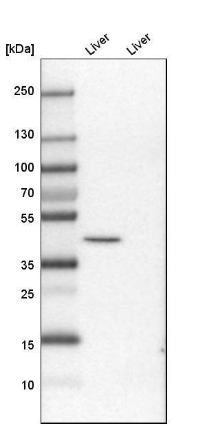 PRDM12 Antibody - BSA Free Western Blot: PRDM12 Antibody - BSA Free [NBP1-85829]