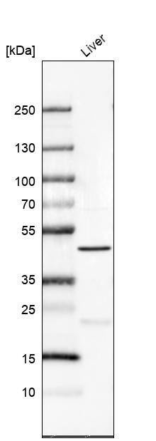 PRDM12 Antibody - BSA Free Western Blot: PRDM12 Antibody - BSA Free [NBP1-85829]