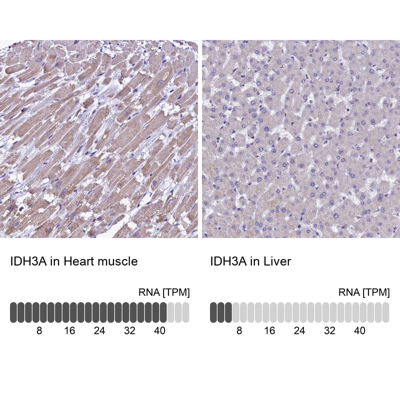IDH3A Antibody - BSA Free Immunohistochemistry-Paraffin: IDH3A Antibody [NBP1-85840]