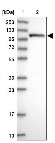 OAS3 Antibody - BSA Free Western Blot: OAS3 Antibody - BSA Free [NBP1-85841]