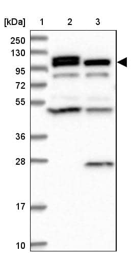 OAS3 Antibody - BSA Free Western Blot: OAS3 Antibody - BSA Free [NBP1-85845]