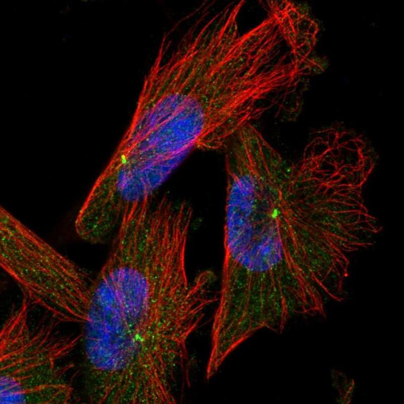 CAPS2 Antibody - BSA Free Immunocytochemistry/ Immunofluorescence: CAPS2 Antibody [NBP1-85855]