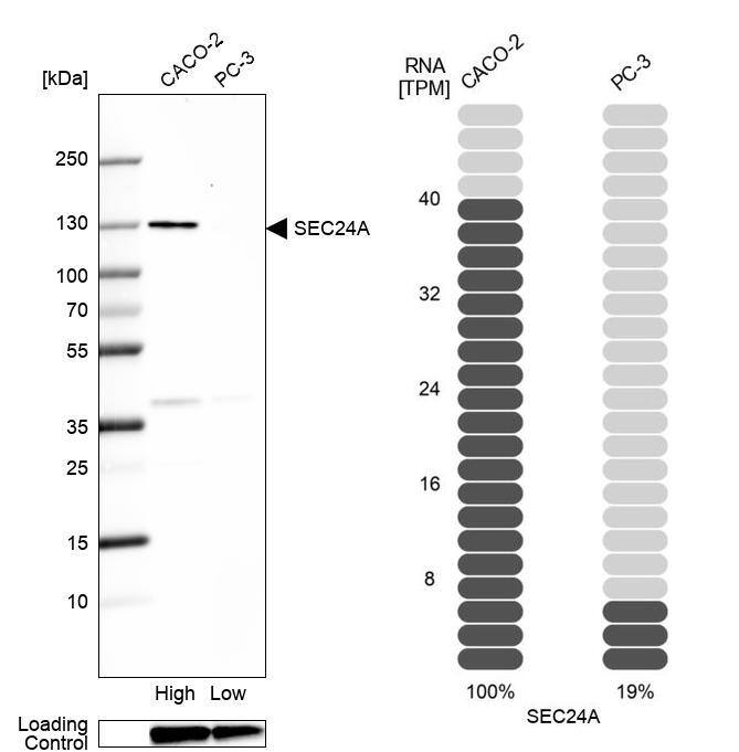 SEC24A Antibody - BSA Free Western Blot: SEC24A Antibody - BSA Free [NBP1-85867]