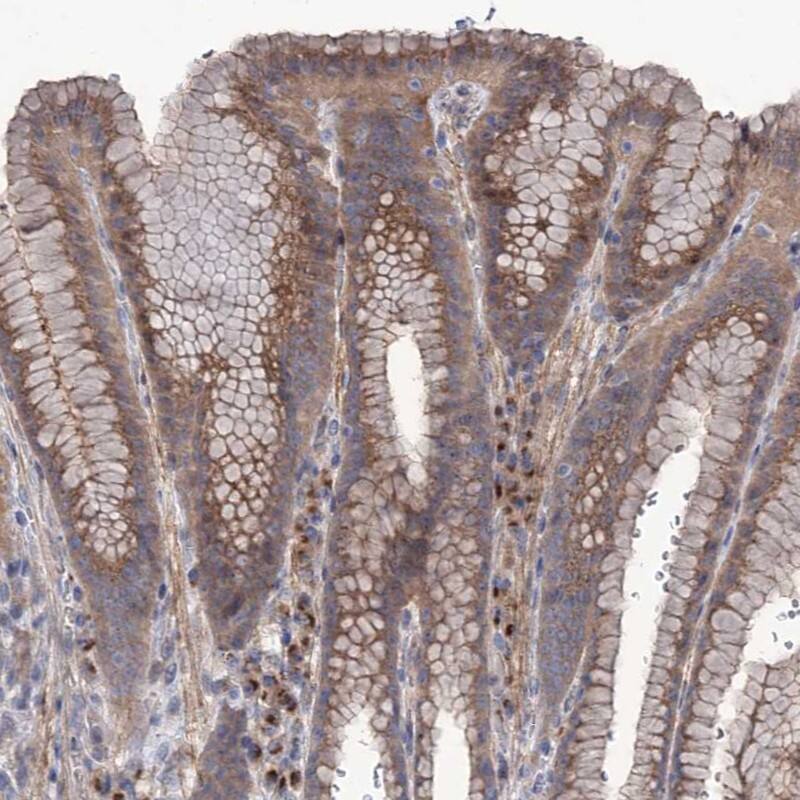 SEC24A Antibody - BSA Free Immunohistochemistry-Paraffin: SEC24A Antibody - BSA Free [NBP1-85867]