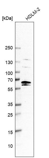 C12orf4 Antibody - BSA Free Western Blot: C12orf4 Antibody - BSA Free [NBP1-85878]