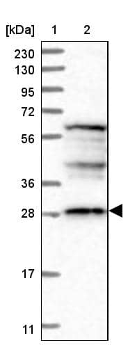 DDO Antibody - BSA Free Western Blot: DDO Antibody - BSA Free [NBP1-85884]