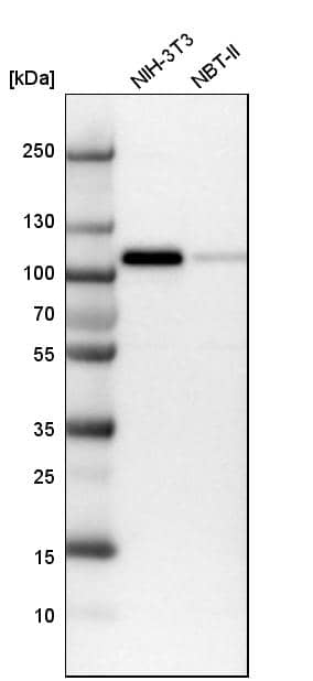 MCC Antibody - BSA Free Western Blot: MCC Antibody - BSA Free [NBP1-85885]