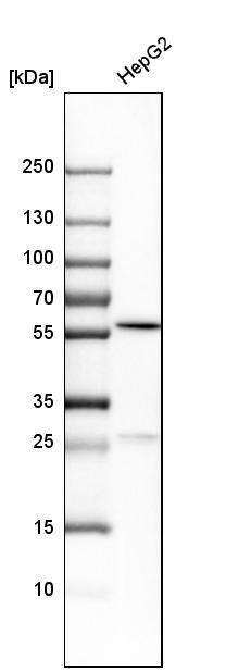 PCCB Antibody - BSA Free Western Blot: PCCB Antibody - BSA Free [NBP1-85886]