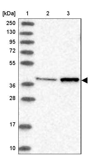 MTRF1L Antibody - BSA Free Western Blot: MTRF1L Antibody - BSA Free [NBP1-85893]