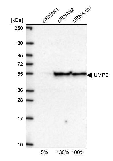 UMPS Antibody - BSA Free Western Blot: UMPS Antibody - BSA Free [NBP1-85896]