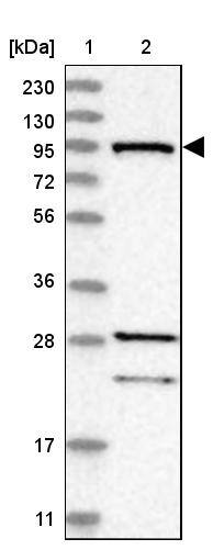 RIN1 Antibody - BSA Free Western Blot: RIN1 Antibody - BSA Free [NBP1-85905]