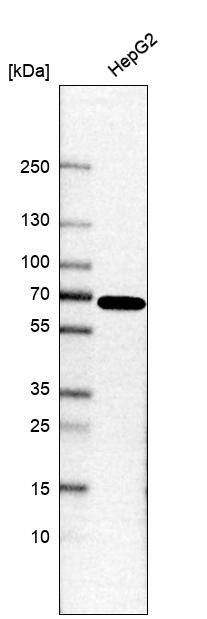 PPIL4 Antibody - BSA Free Western Blot: PPIL4 Antibody - BSA Free [NBP1-85921]