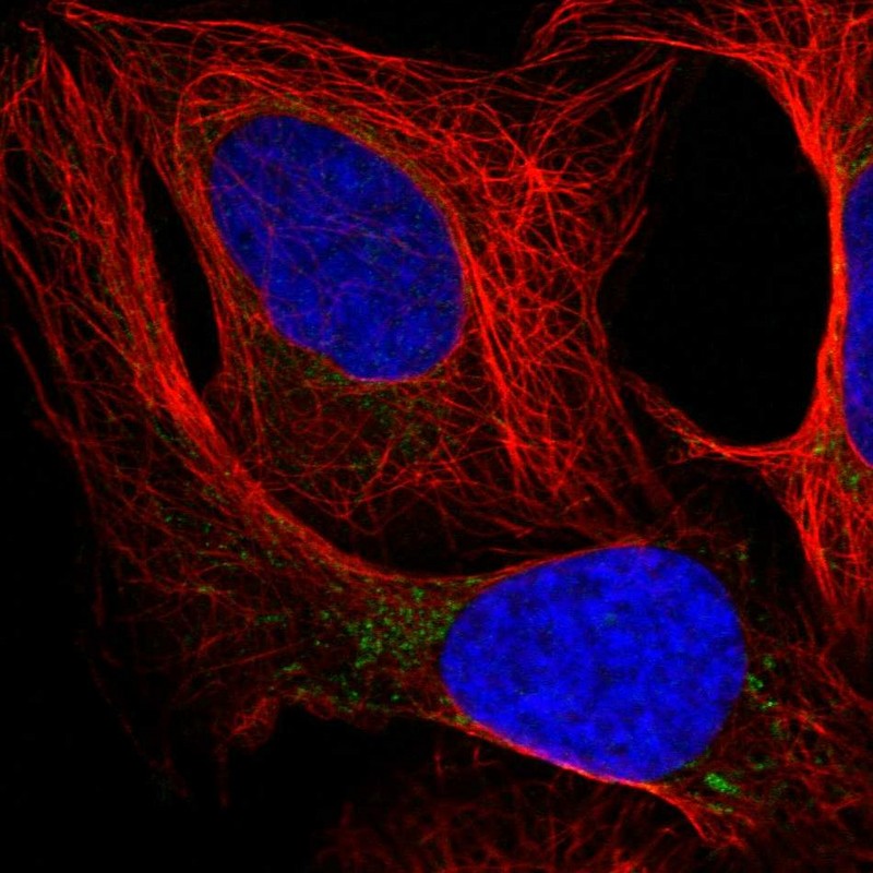 OSGEPL1 Antibody - BSA Free Immunocytochemistry/ Immunofluorescence: OSGEPL1 Antibody - BSA Free [NBP1-85928]