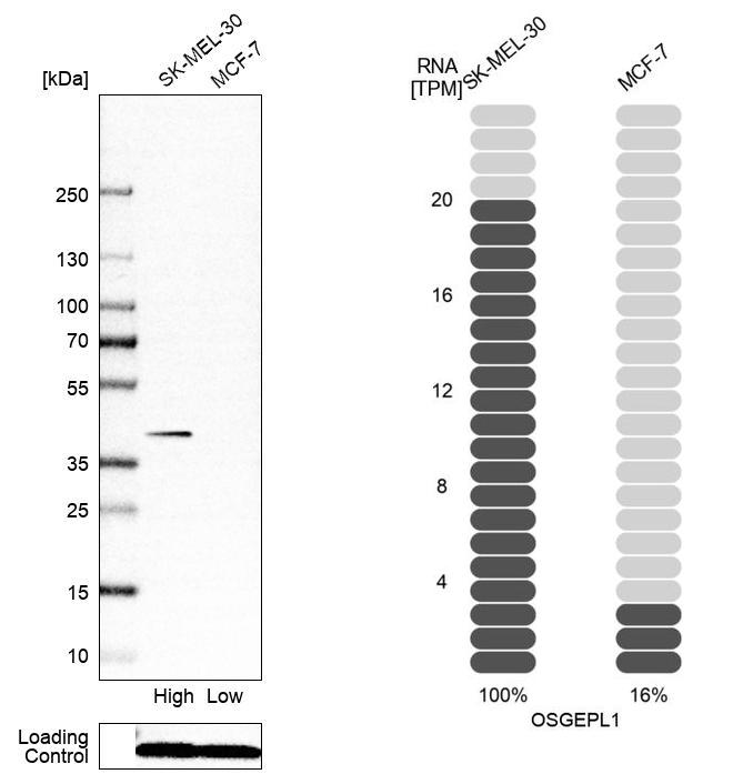 OSGEPL1 Antibody - BSA Free Western Blot: OSGEPL1 Antibody - BSA Free [NBP1-85928]