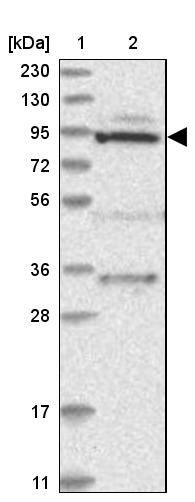 MTO1 Antibody - BSA Free Western Blot: MTO1 Antibody - BSA Free [NBP1-85932]