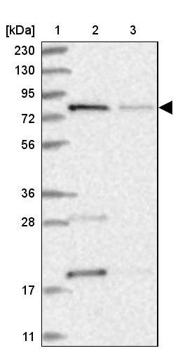 MTO1 Antibody - BSA Free Western Blot: MTO1 Antibody - BSA Free [NBP1-85933]