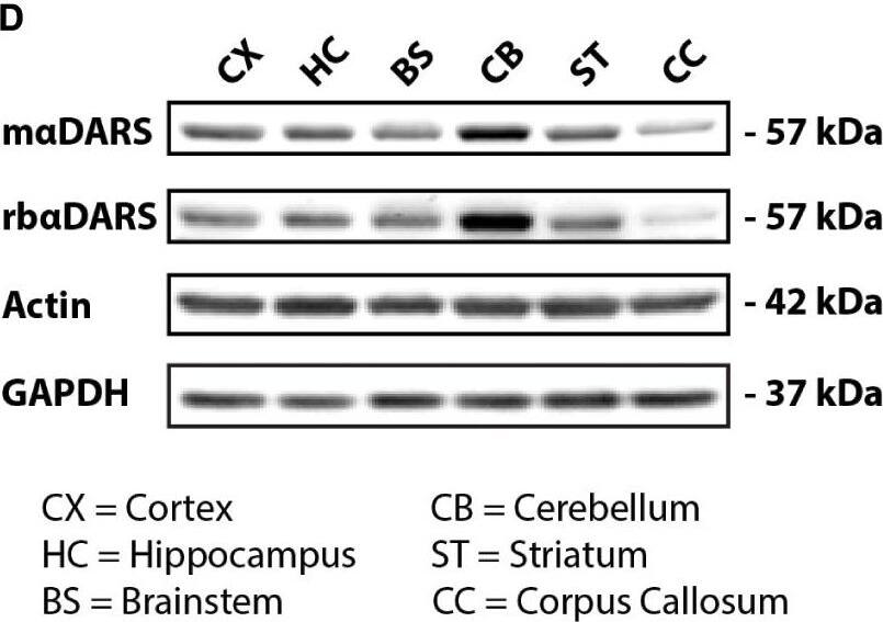 DARS Antibody - BSA Free