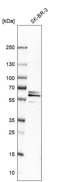 CPNE3 Antibody - BSA Free Western Blot: CPNE3 Antibody - BSA Free [NBP1-85939]