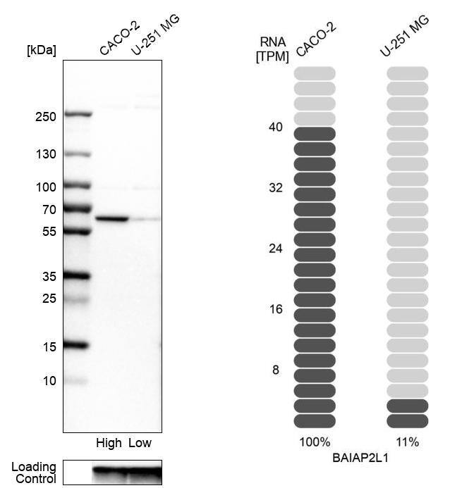 BAIAP2L1 Antibody - BSA Free Western Blot: BAIAP2L1 Antibody - BSA Free [NBP1-85940]