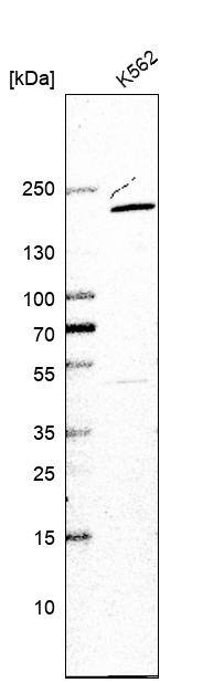 USP47 Antibody - BSA Free Western Blot: USP47 Antibody - BSA Free [NBP1-85942]