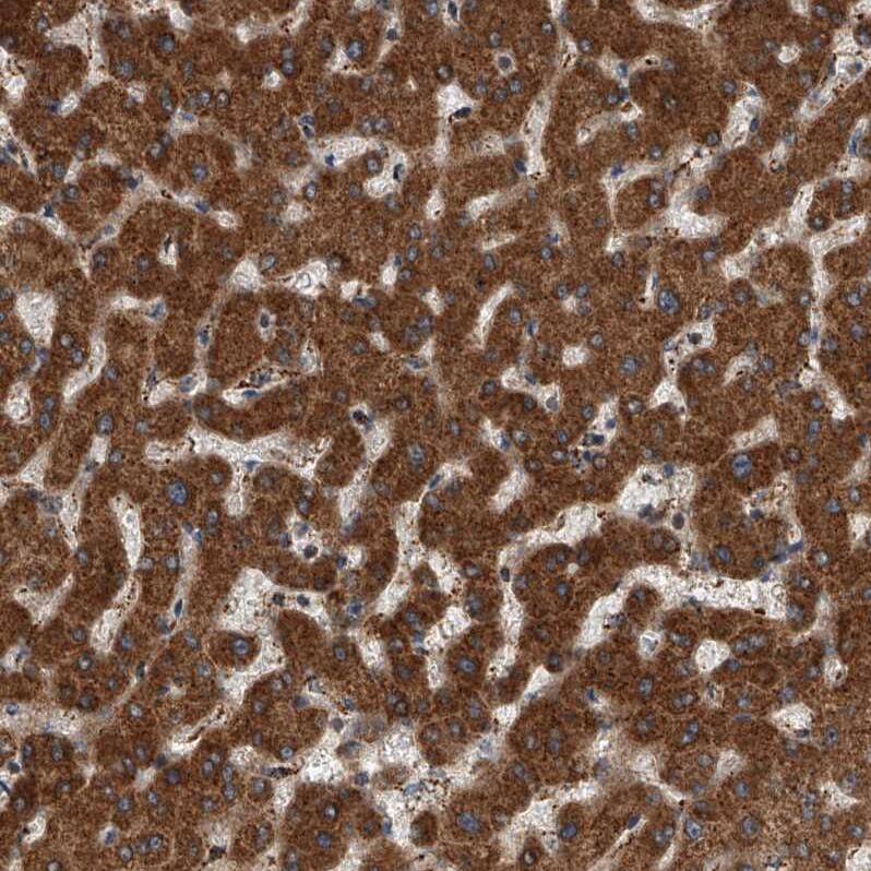 USP47 Antibody - BSA Free Immunohistochemistry-Paraffin: USP47 Antibody - BSA Free [NBP1-85942]