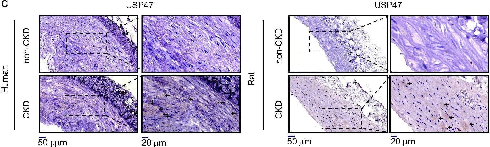 USP47 Antibody - BSA Free