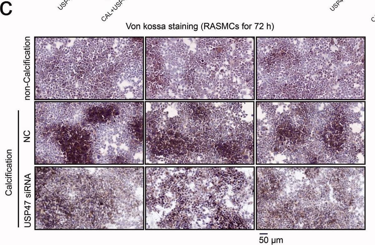 USP47 Antibody - BSA Free