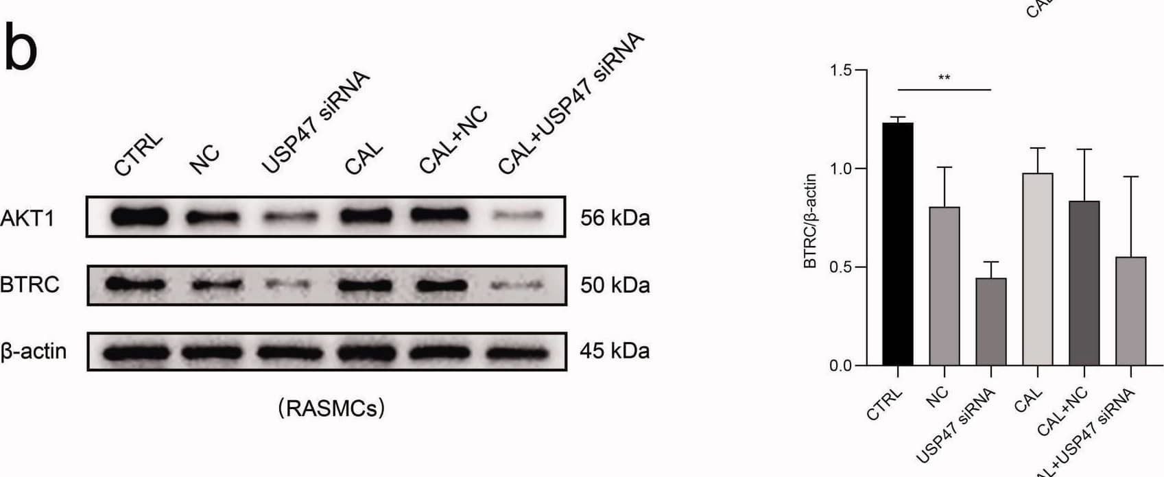 USP47 Antibody - BSA Free