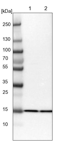 eIF5A2 Antibody - BSA Free Western Blot: eIF5A2 Antibody - BSA Free [NBP1-85943]