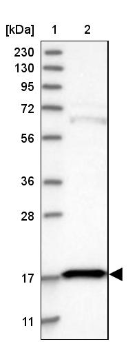 eIF5A2 Antibody - BSA Free Western Blot: eIF5A2 Antibody - BSA Free [NBP1-85943]