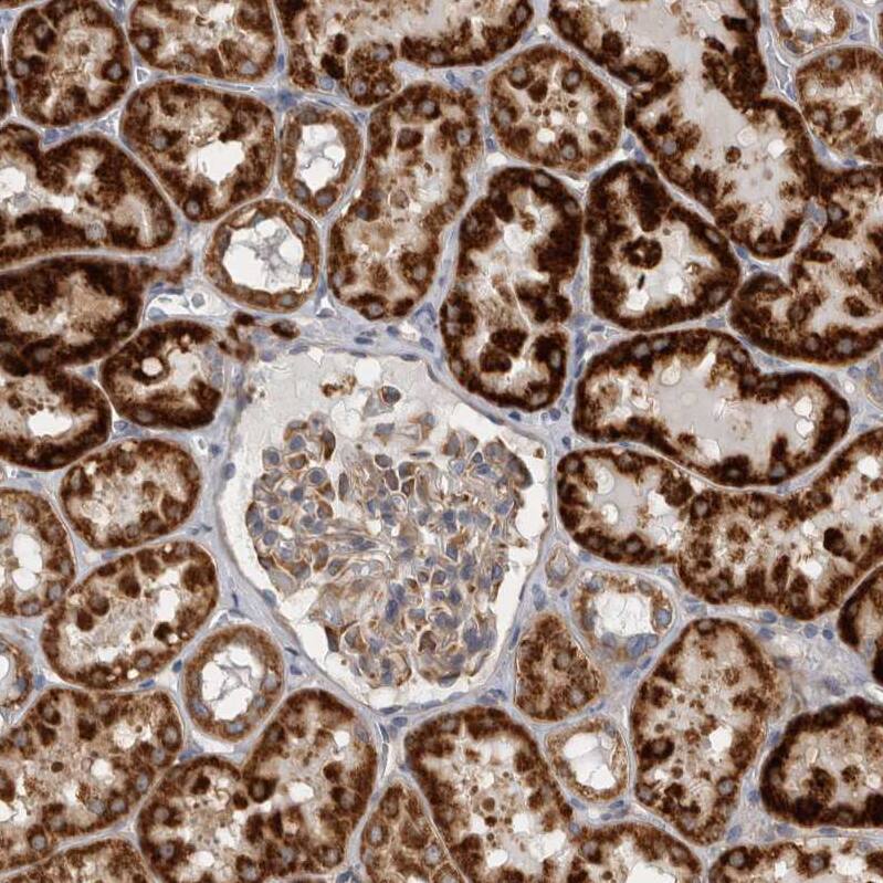 SFXN2 Antibody - BSA Free Immunohistochemistry-Paraffin: SFXN2 Antibody - BSA Free [NBP1-85960]