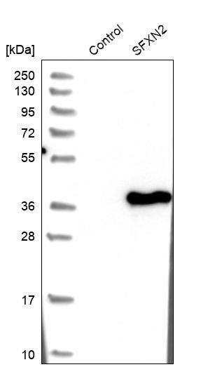 SFXN2 Antibody - BSA Free Western Blot: SFXN2 Antibody - BSA Free [NBP1-85960]