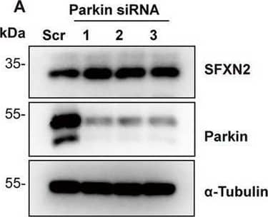 SFXN2 Antibody - BSA Free