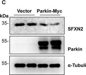 SFXN2 Antibody - BSA Free