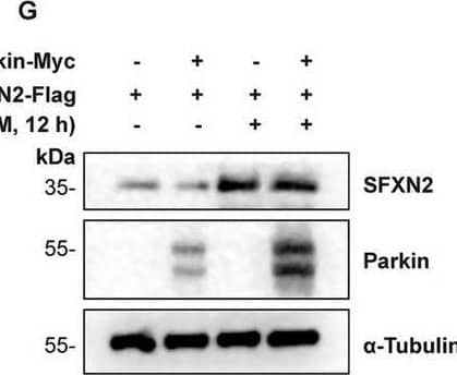 SFXN2 Antibody - BSA Free