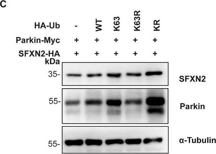 SFXN2 Antibody - BSA Free