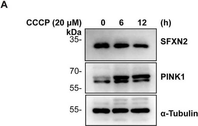 SFXN2 Antibody - BSA Free