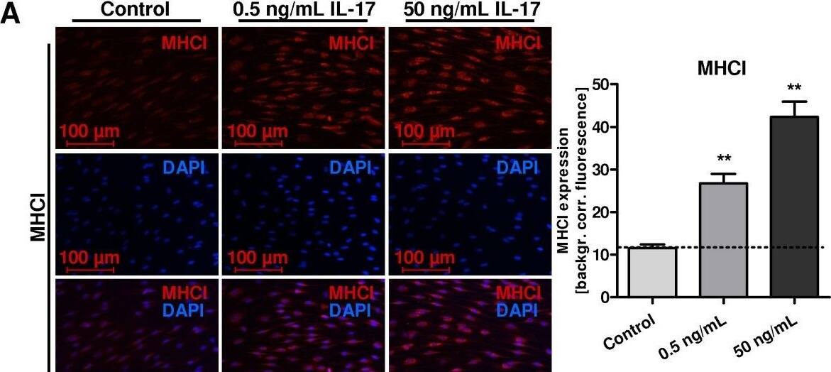 MHC Class I Antibody (OX18) - BSA Free
